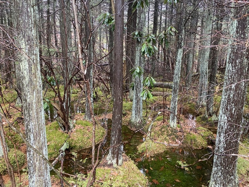 Atlantic White Cedar photo 3