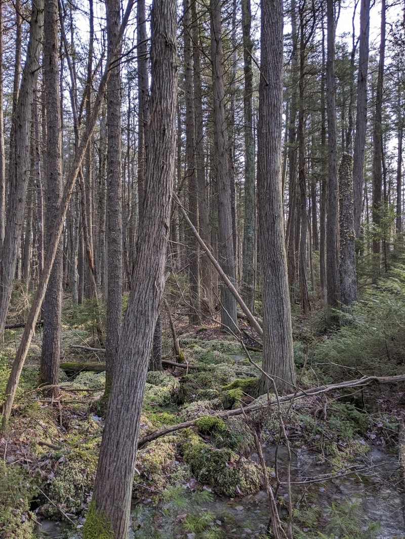Atlantic White Cedar photo 4