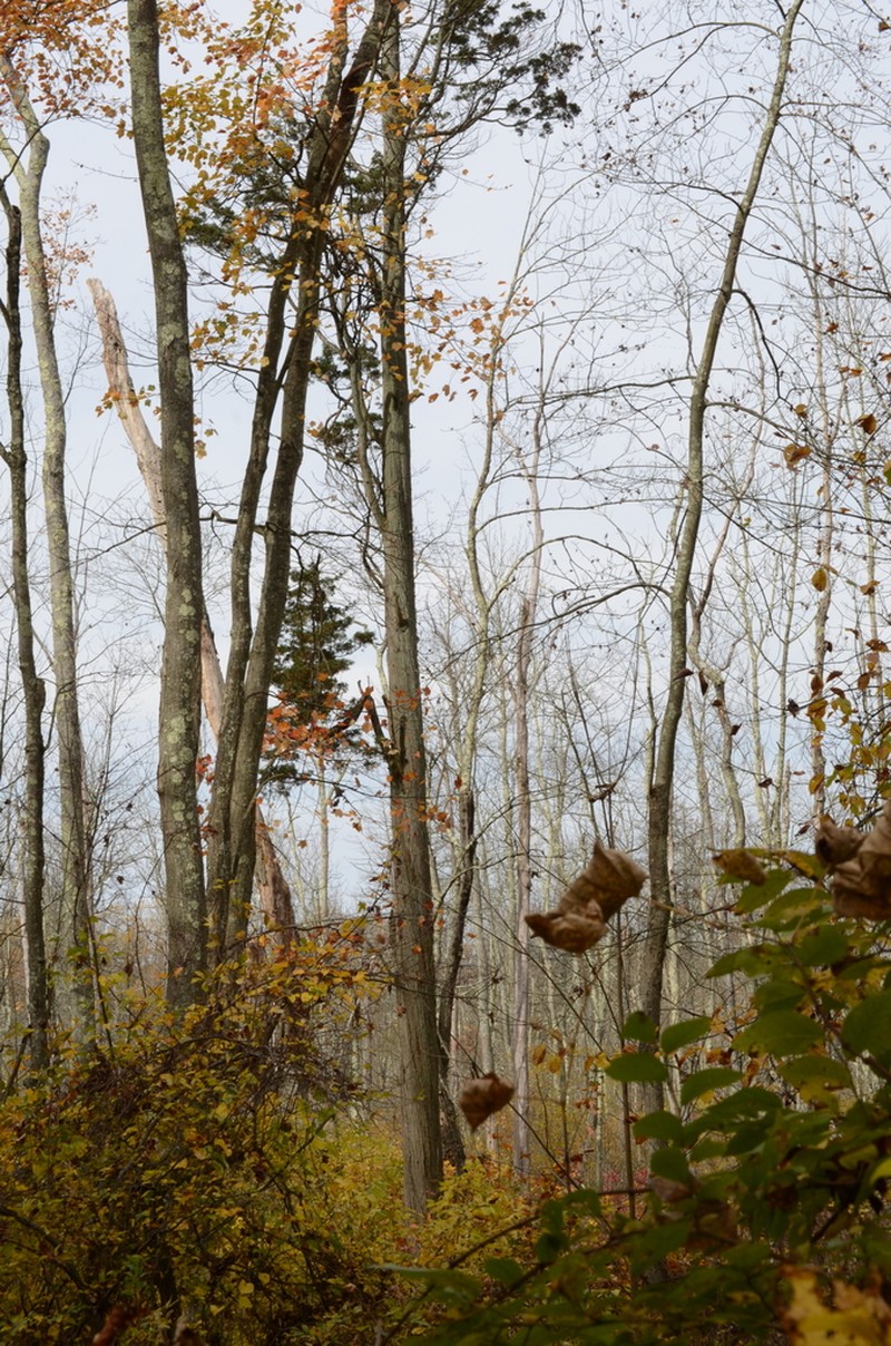 Atlantic White Cedar photo 5