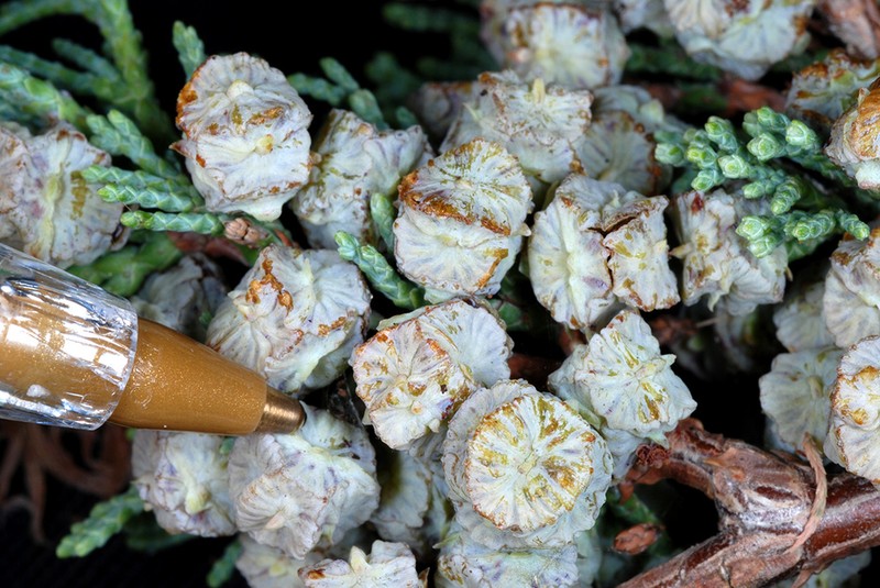 Atlantic White Cedar photo 6