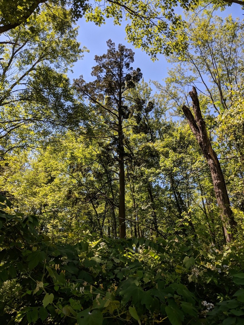Atlantic White Cedar photo 7