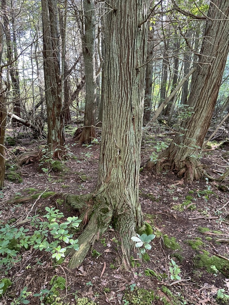 Atlantic White Cedar photo 8