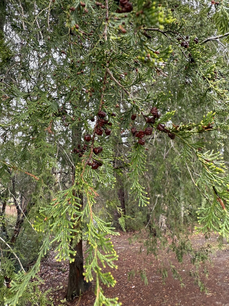 Chamaecyparis thyoides var. henryae
