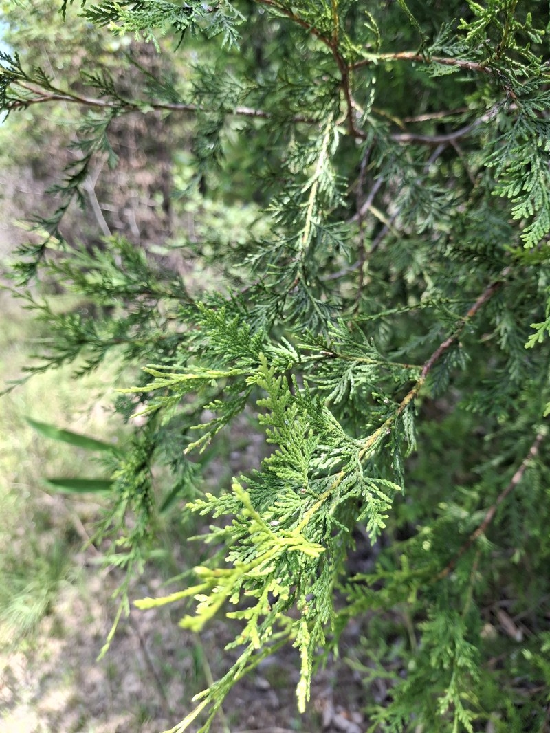 Chamaecyparis thyoides var. henryae photo 2