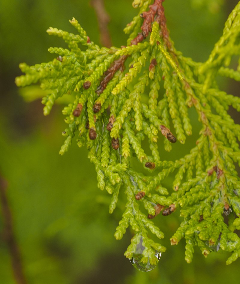 Chamaecyparis thyoides var. henryae photo 5