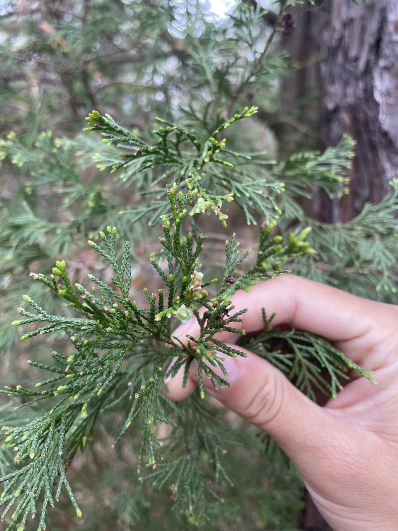 Chamaecyparis thyoides var. thyoides photo 3