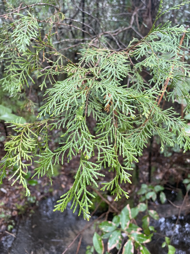Chamaecyparis thyoides var. thyoides photo 4