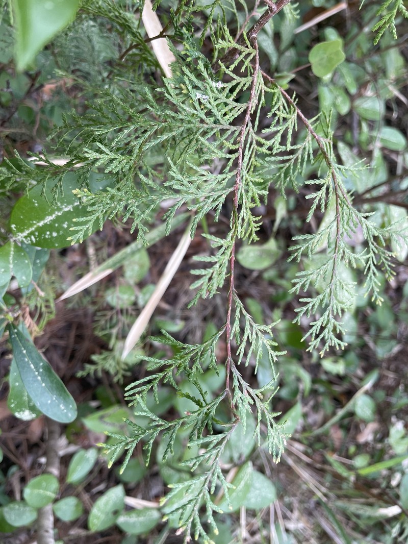 Chamaecyparis thyoides var. thyoides photo 5