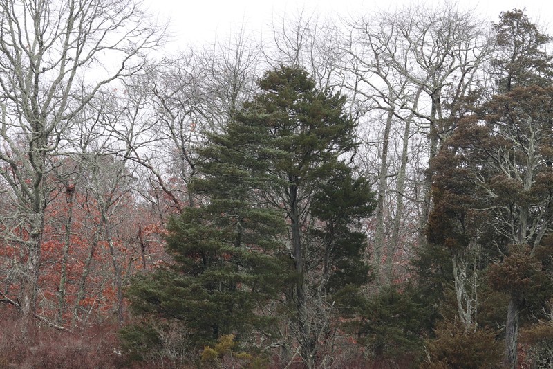 Chamaecyparis thyoides var. thyoides photo 6