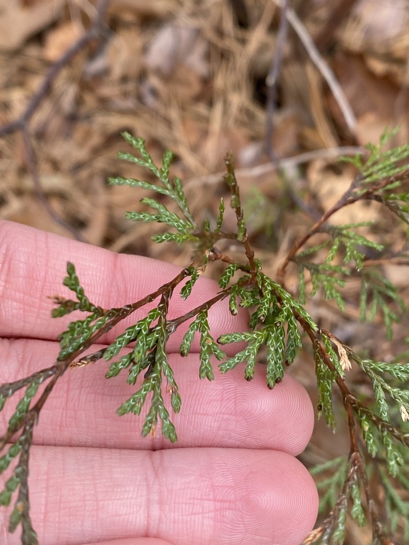 Chamaecyparis thyoides var. thyoides photo 8