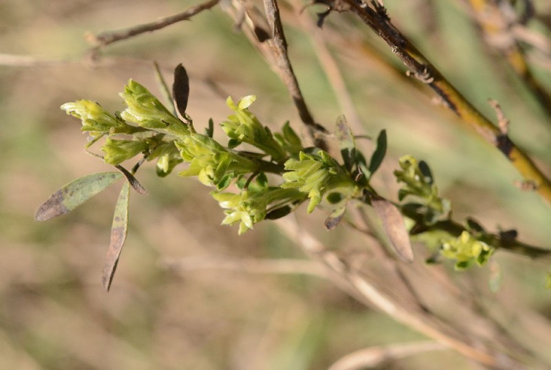 Chamaecytisus austriacus subsp. austriacus