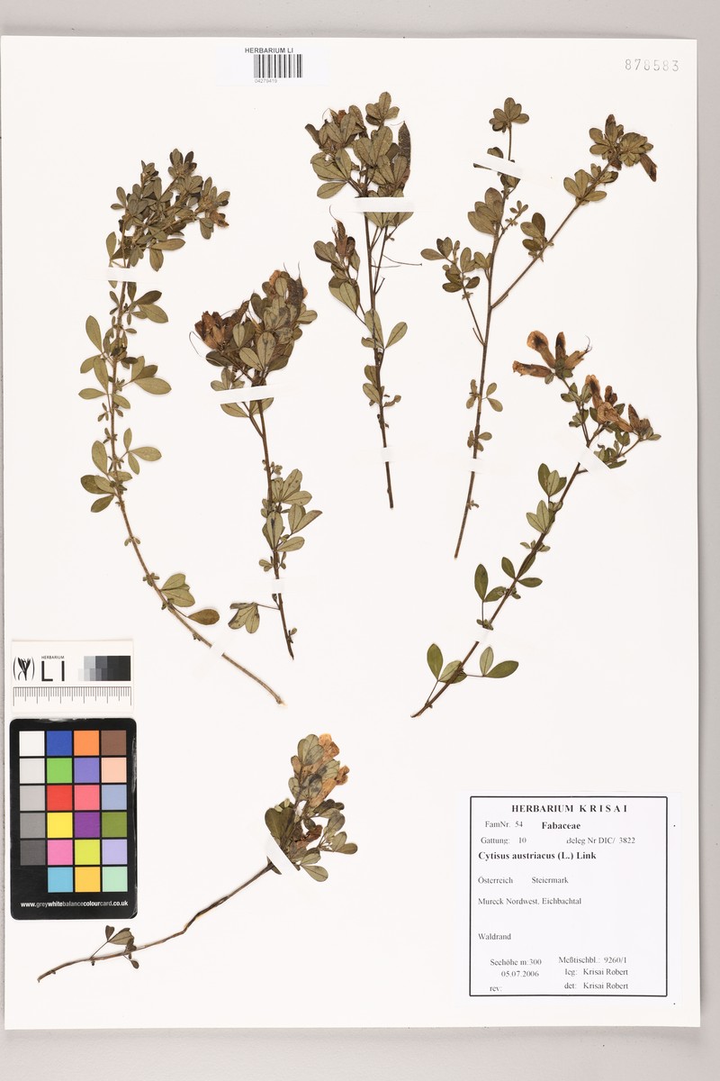 Chamaecytisus austriacus subsp. austriacus photo 2