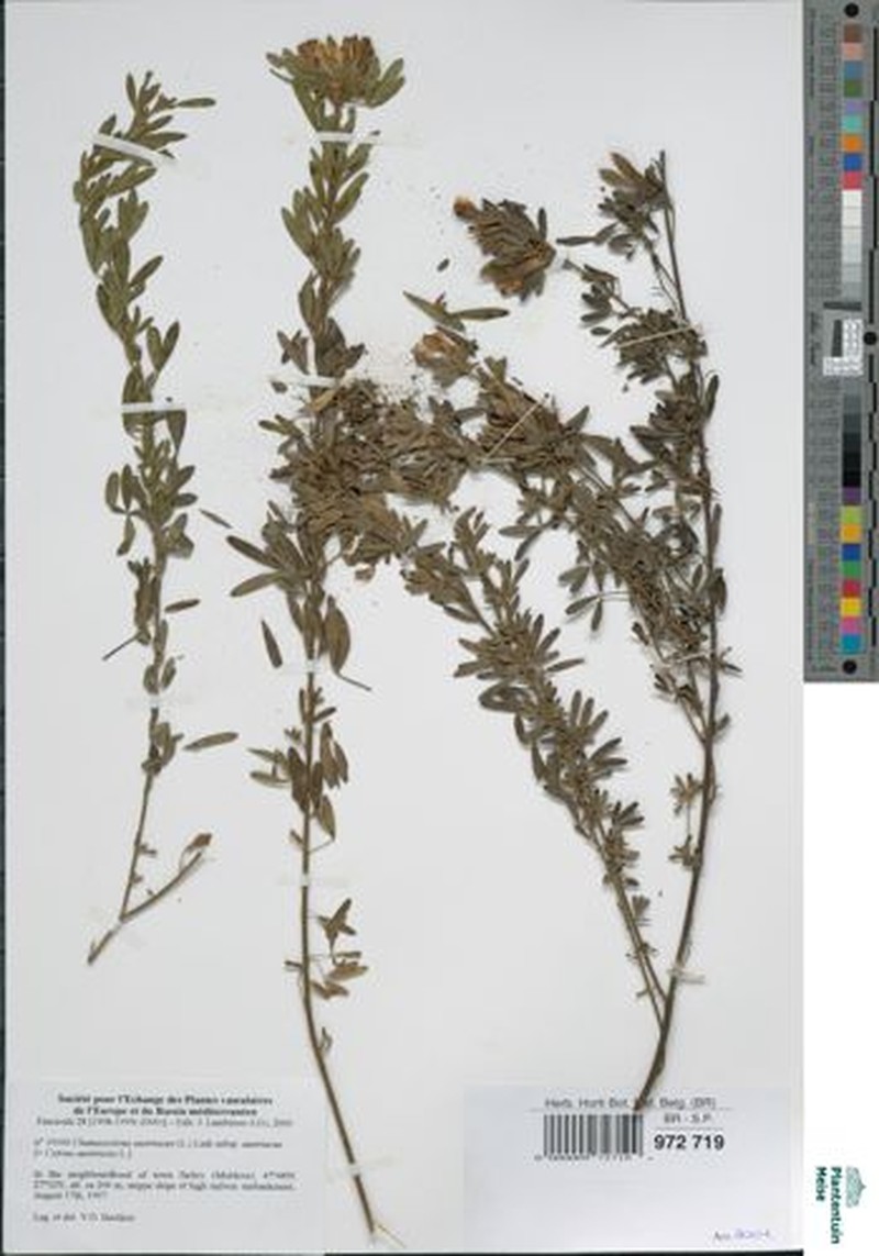 Chamaecytisus austriacus subsp. austriacus photo 3