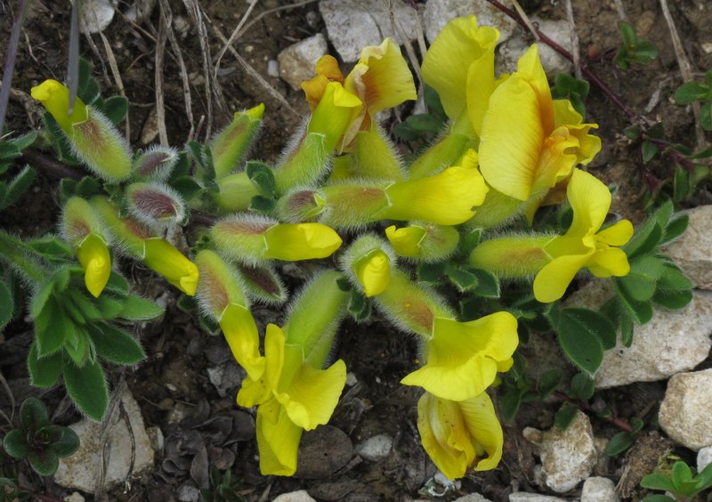 Chamaecytisus hirsutus