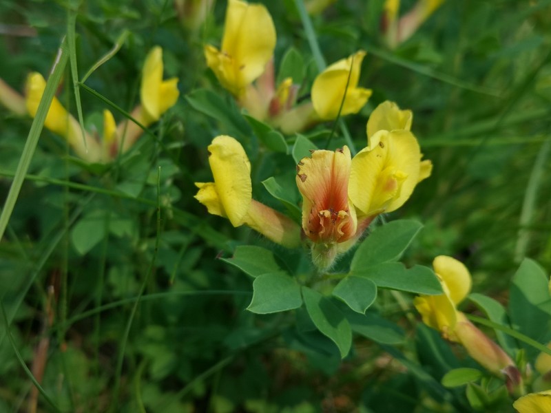 Chamaecytisus hirsutus subsp. hirsutus