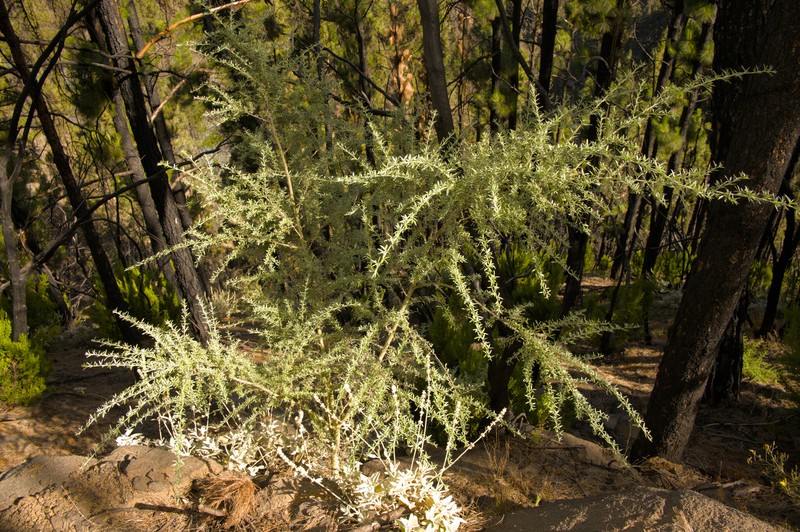 Chamaecytisus proliferus subsp. proliferus