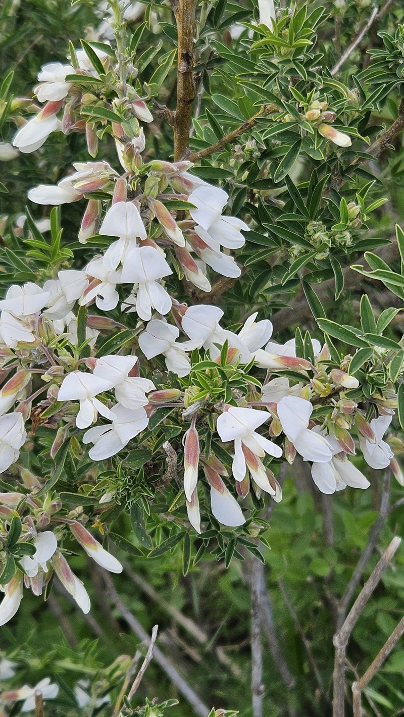Chamaecytisus proliferus subsp. proliferus photo 2