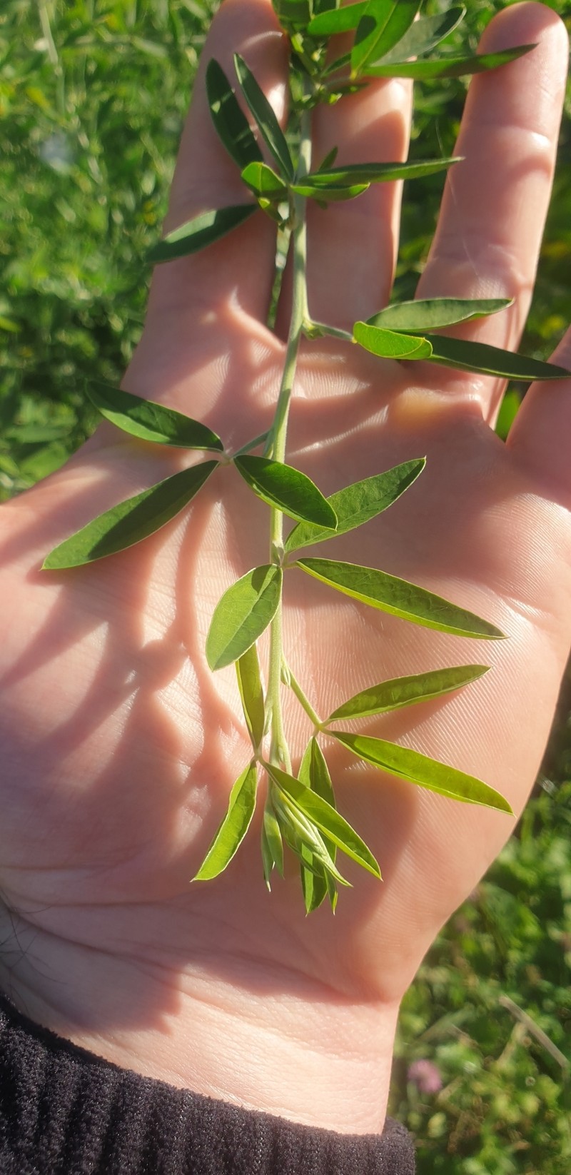 Chamaecytisus proliferus subsp. proliferus photo 3