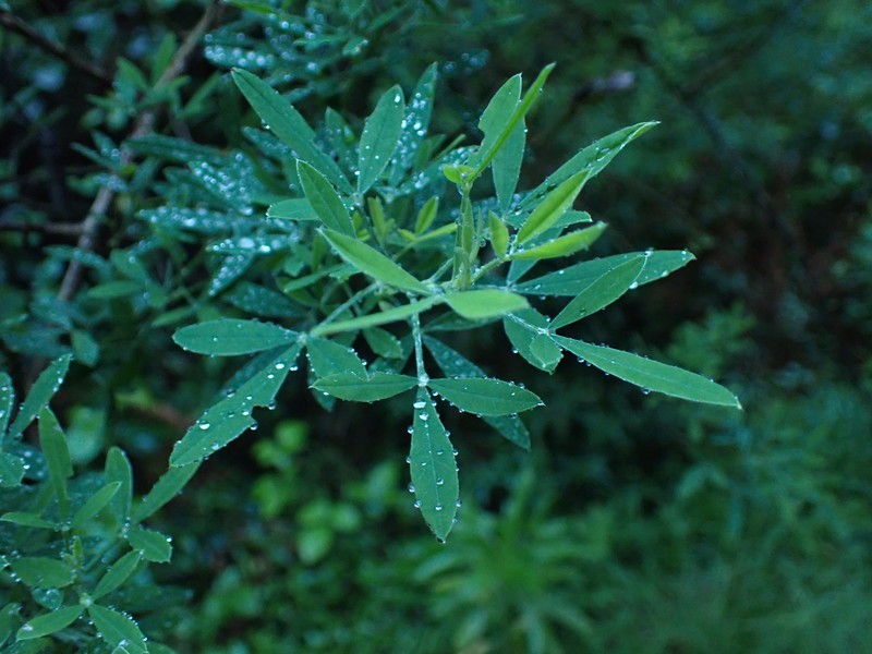 Chamaecytisus proliferus subsp. proliferus photo 4