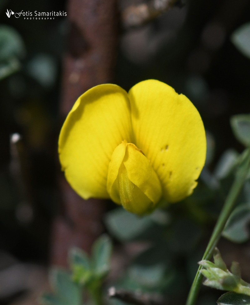 Chamaecytisus spinescens subsp. creticus