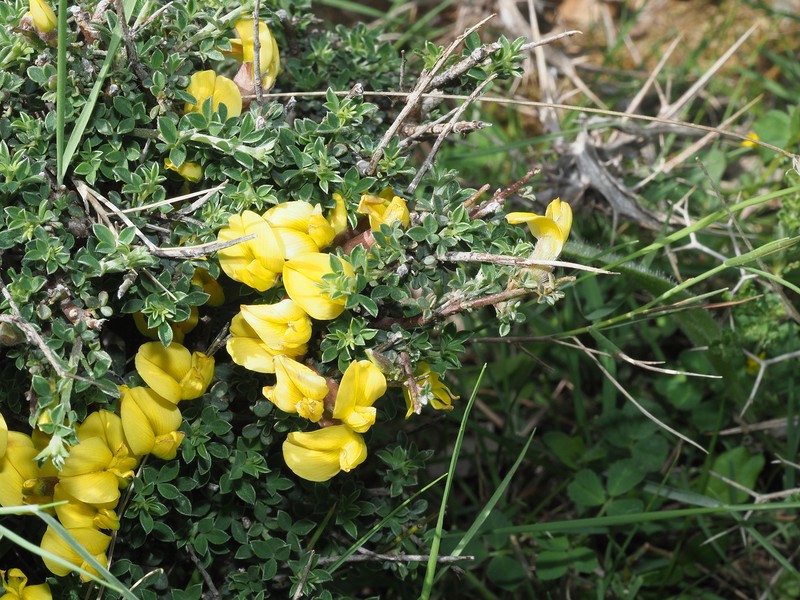 Chamaecytisus spinescens subsp. creticus photo 2