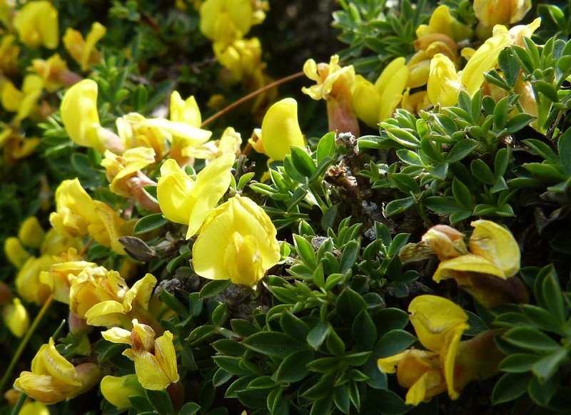 Chamaecytisus spinescens subsp. creticus photo 3