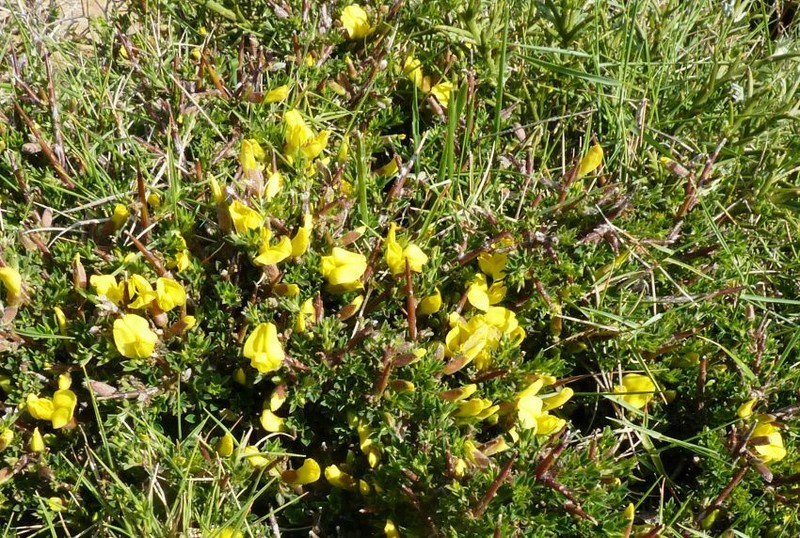 Chamaecytisus spinescens subsp. creticus photo 4