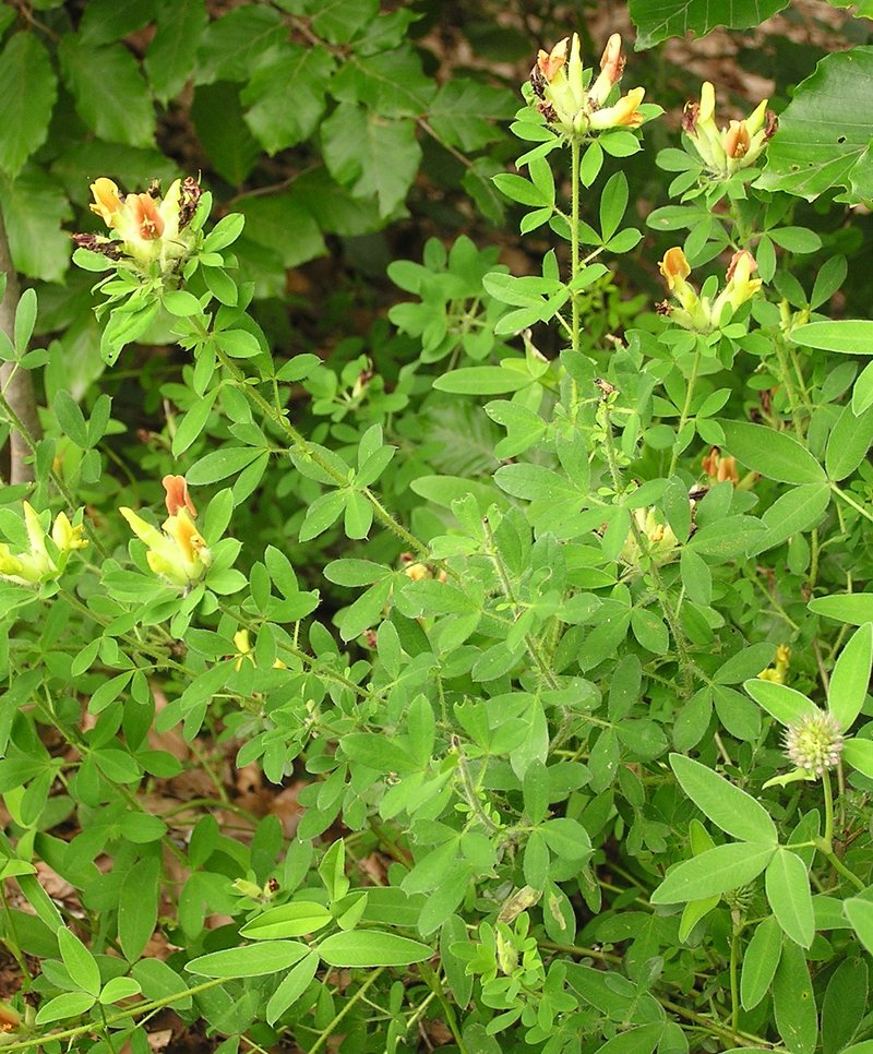 Big-Flower Broom