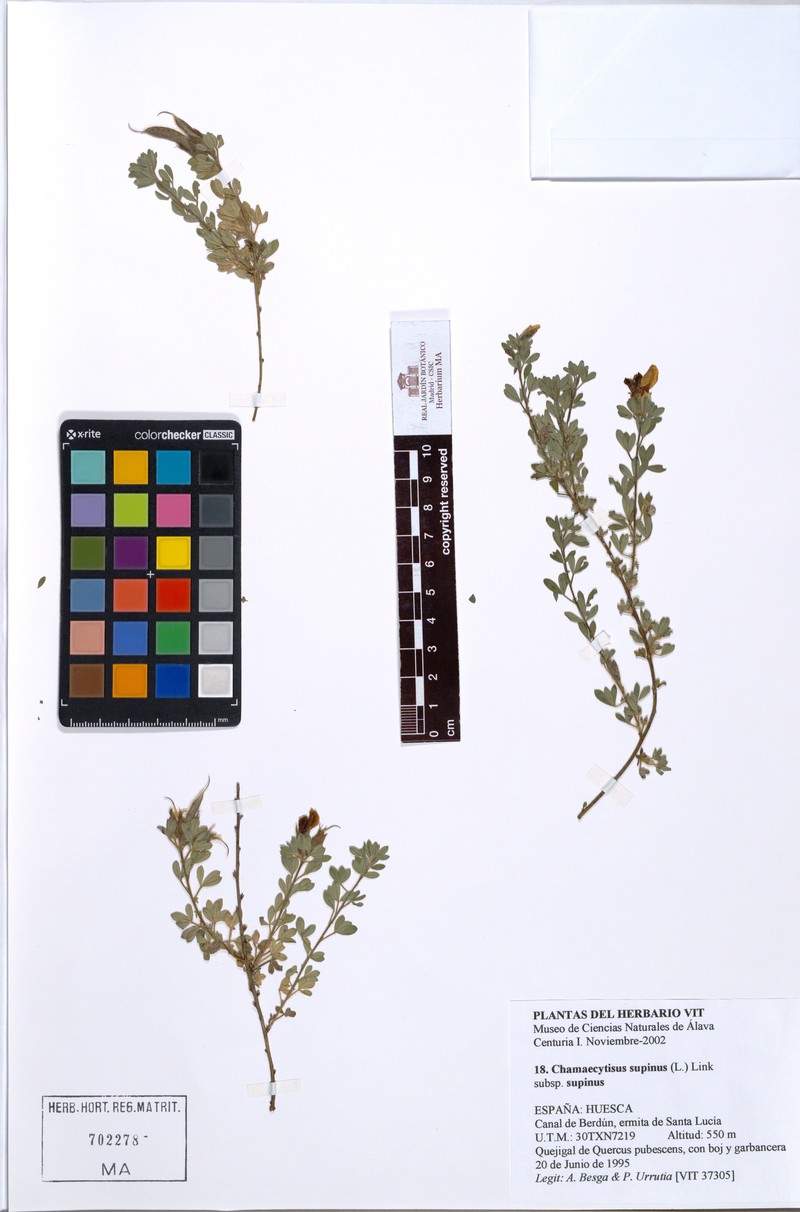Chamaecytisus supinus subsp. supinus