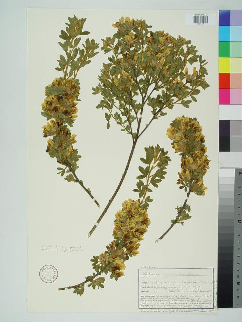 Chamaecytisus supinus subsp. supinus photo 2