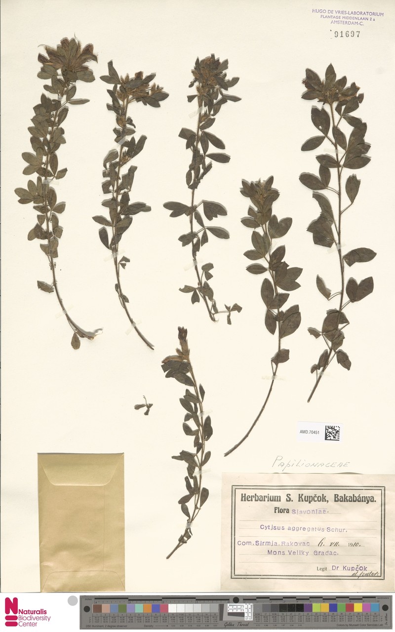 Chamaecytisus supinus subsp. supinus photo 3