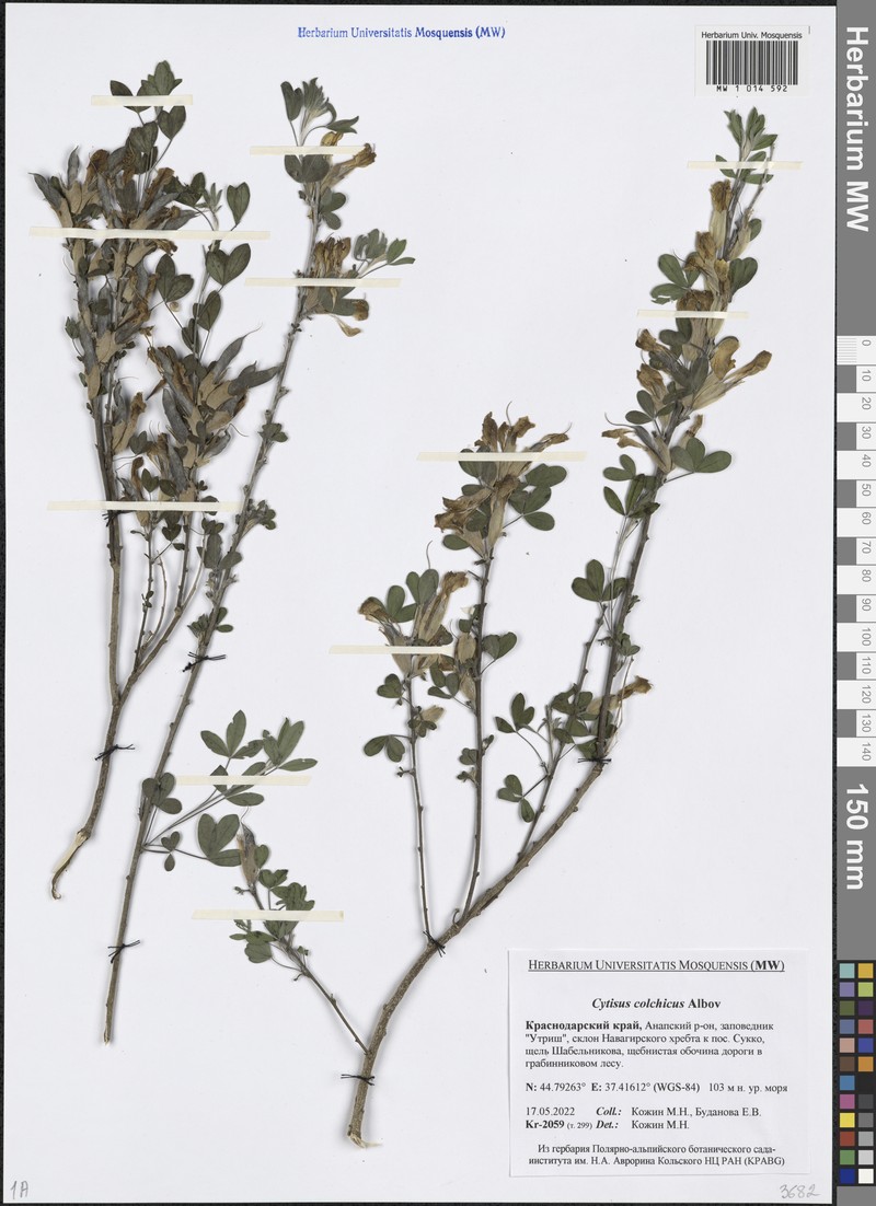 Chamaecytisus triflorus subsp. triflorus
