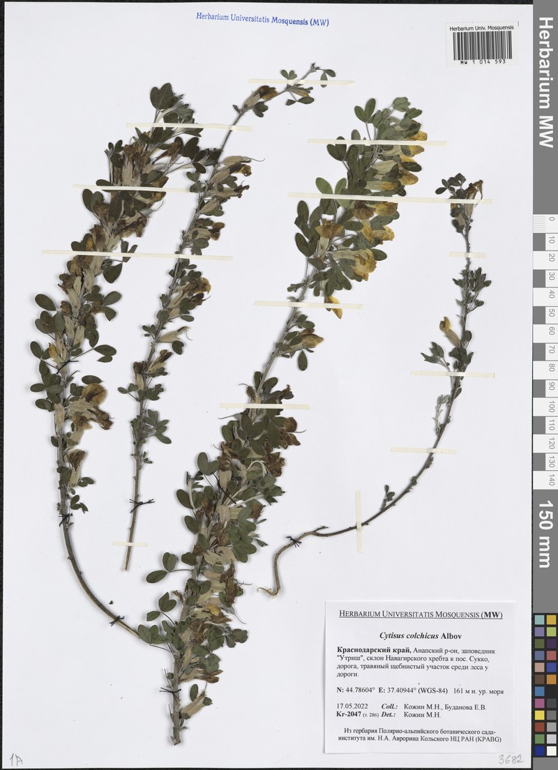 Chamaecytisus triflorus subsp. triflorus photo 2