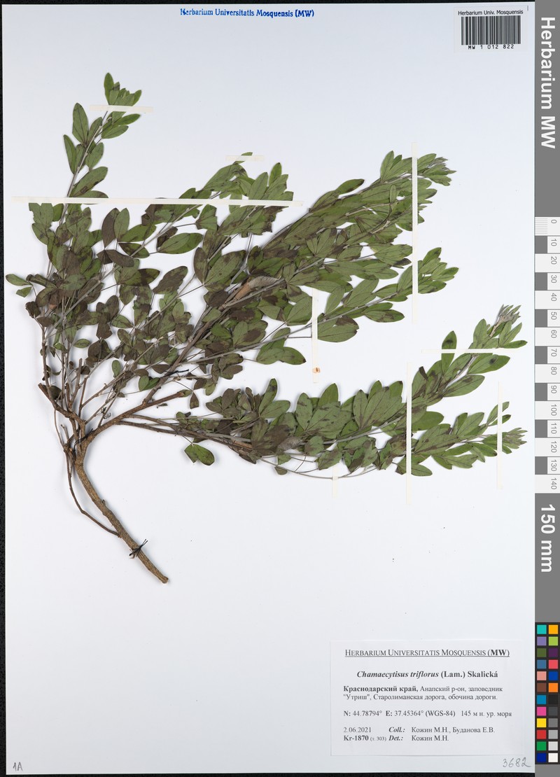 Chamaecytisus triflorus subsp. triflorus photo 3