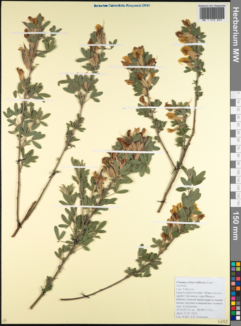 Chamaecytisus triflorus subsp. triflorus photo 4