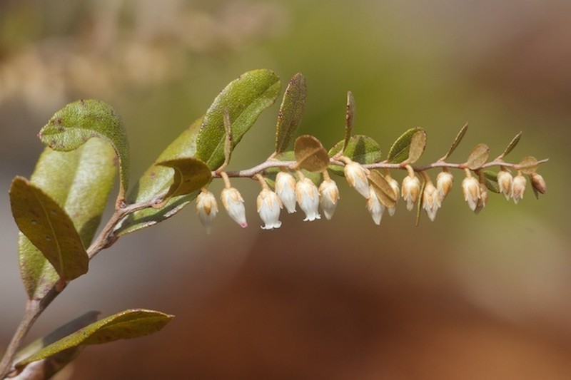Leatherleaf