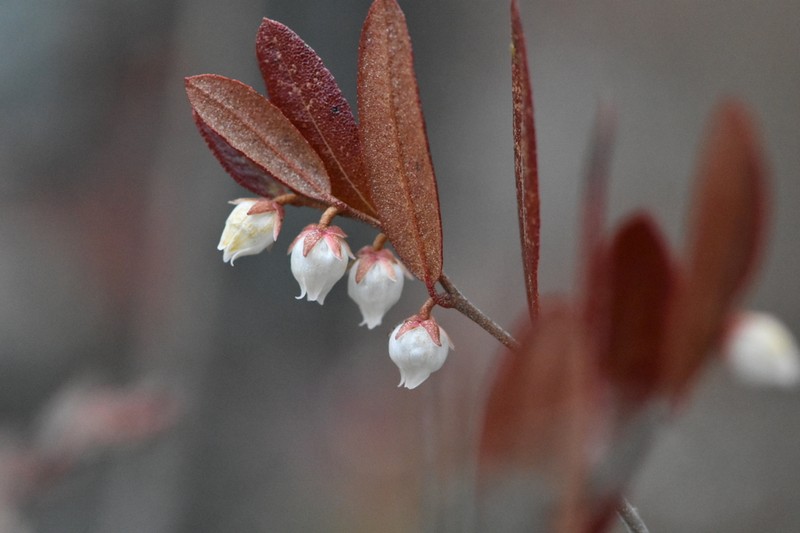 Leatherleaf photo 2