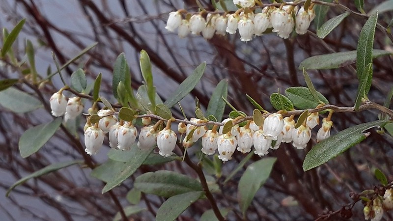 Leatherleaf photo 3