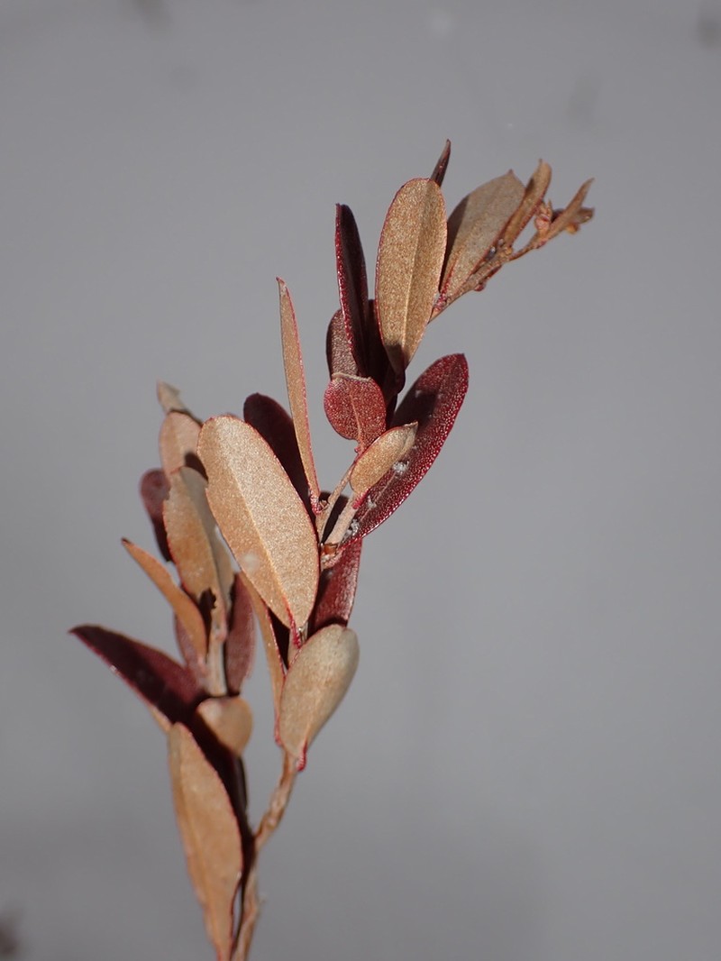 Leatherleaf photo 4