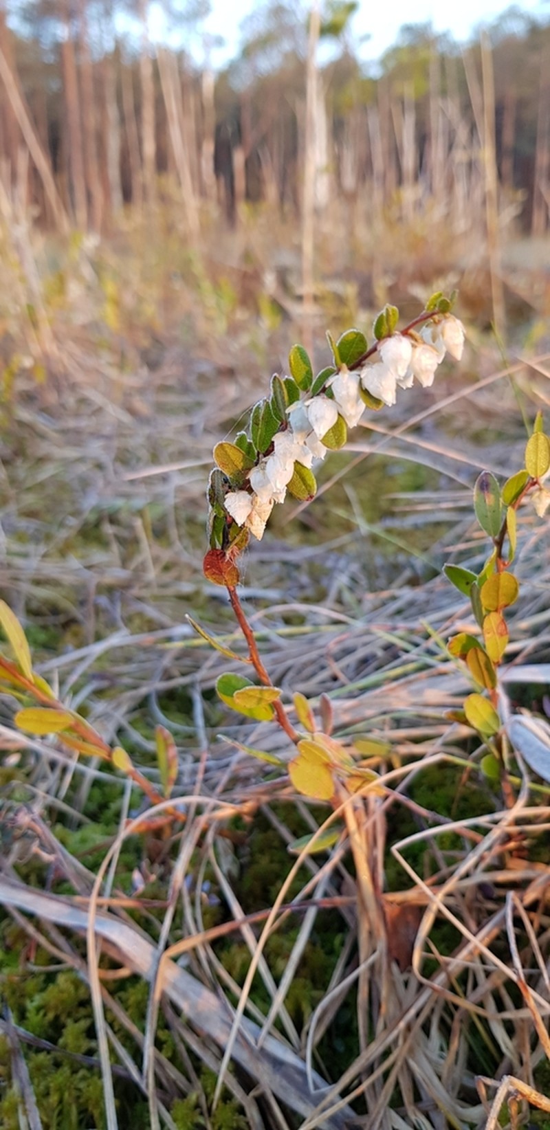 Leatherleaf photo 5