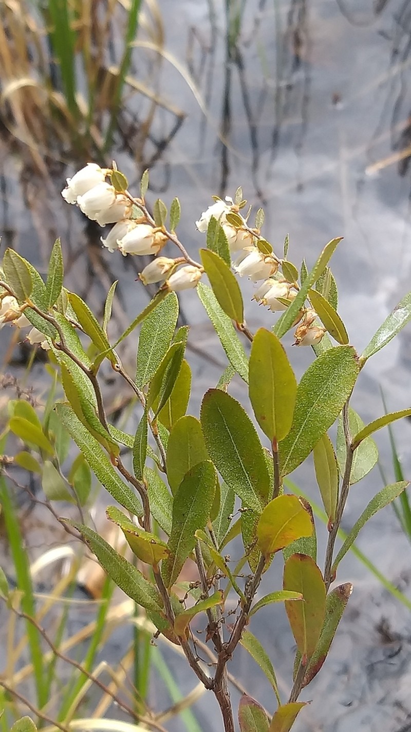 Leatherleaf photo 6