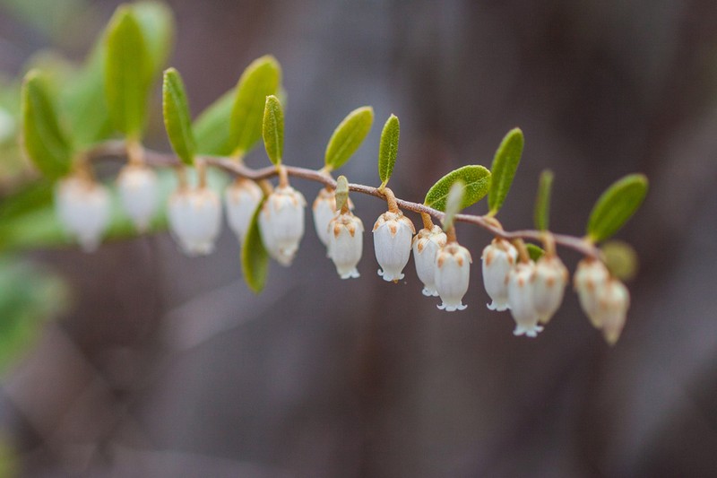 Leatherleaf photo 7
