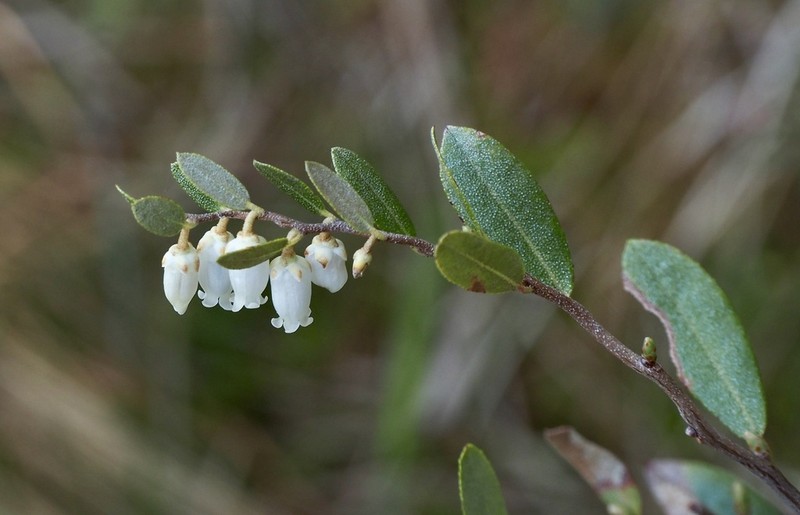 Leatherleaf photo 8