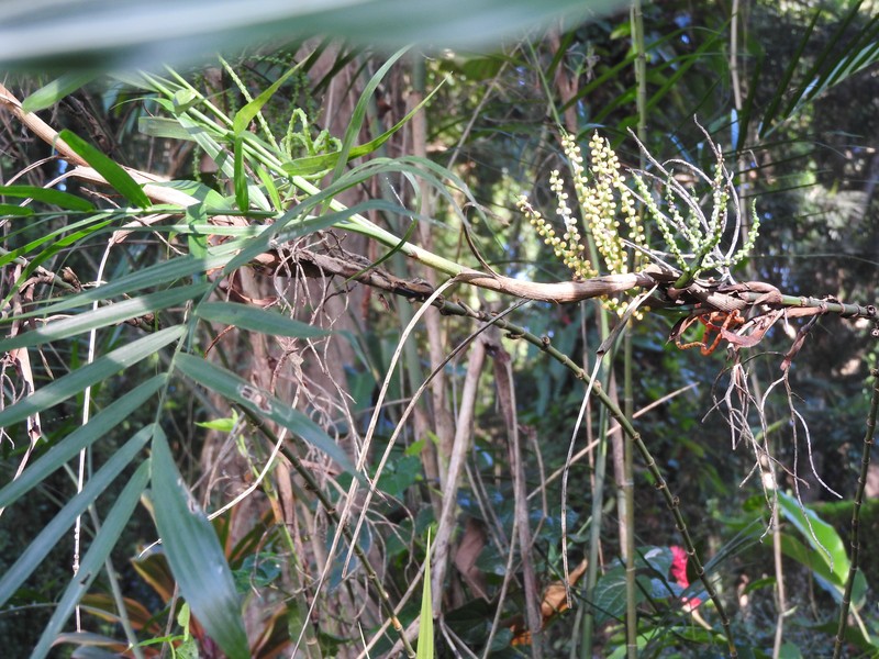 Seifriz's Chamaedorea photo 4
