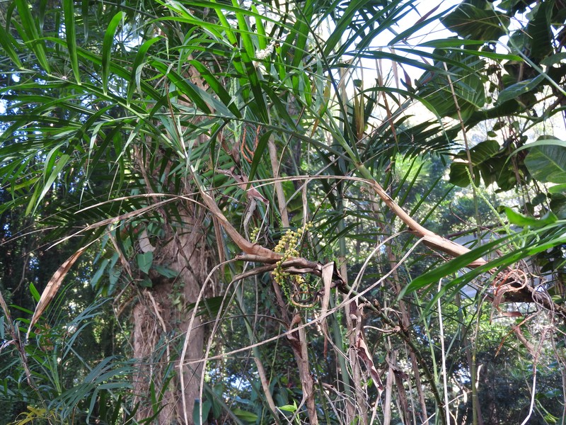 Seifriz's Chamaedorea photo 2