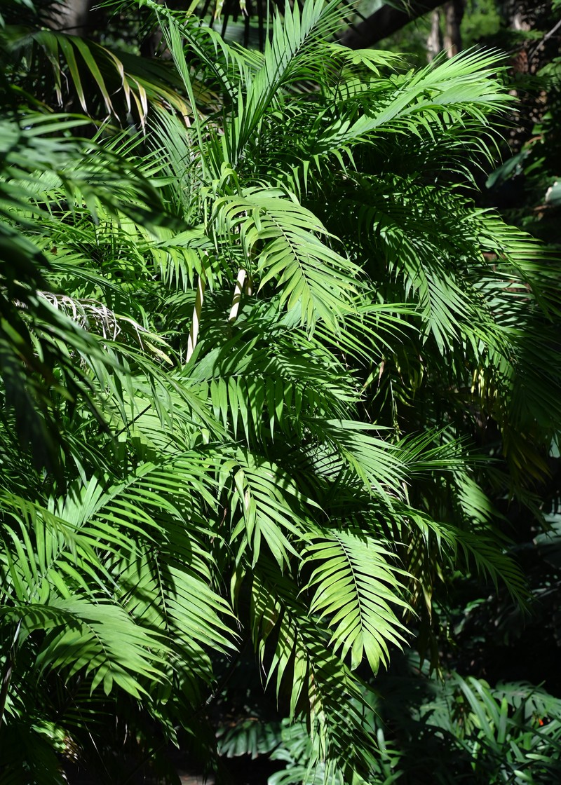 Seifriz's Chamaedorea photo 3