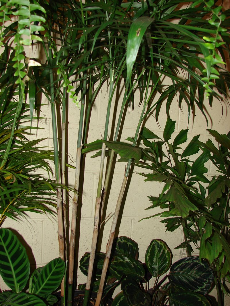 Seifriz's Chamaedorea photo 5