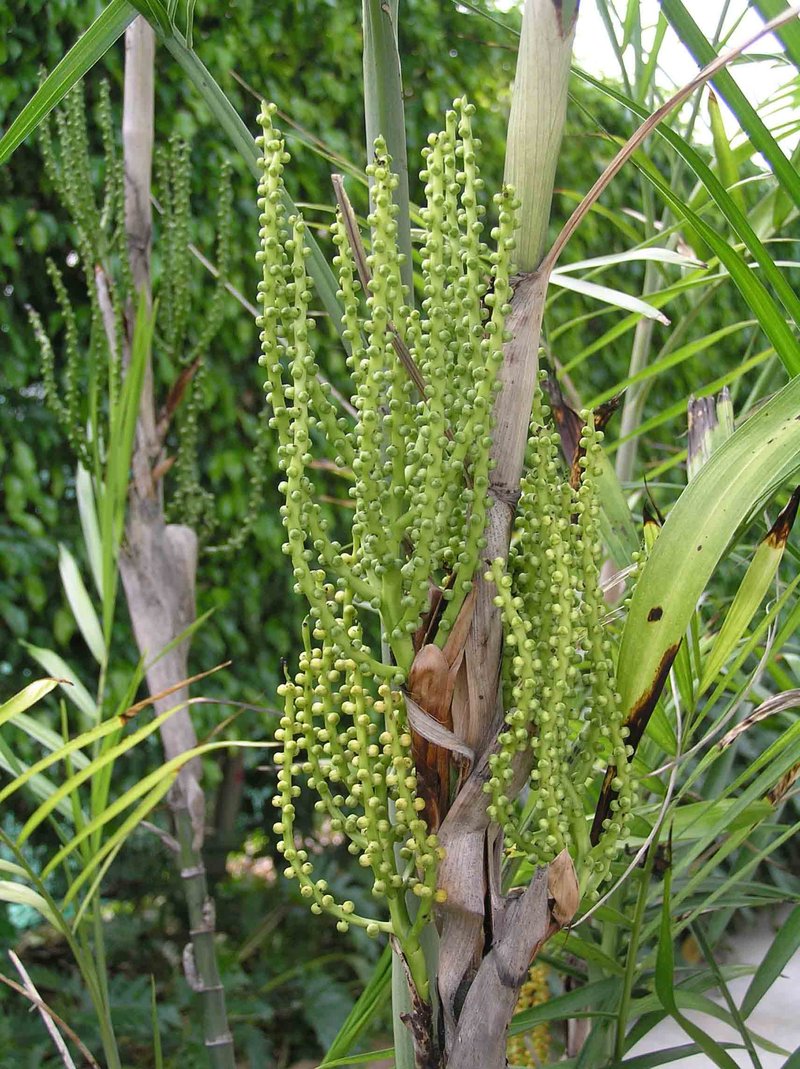 Seifriz's Chamaedorea photo 6