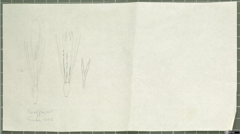 Chamaegeron keredjensis