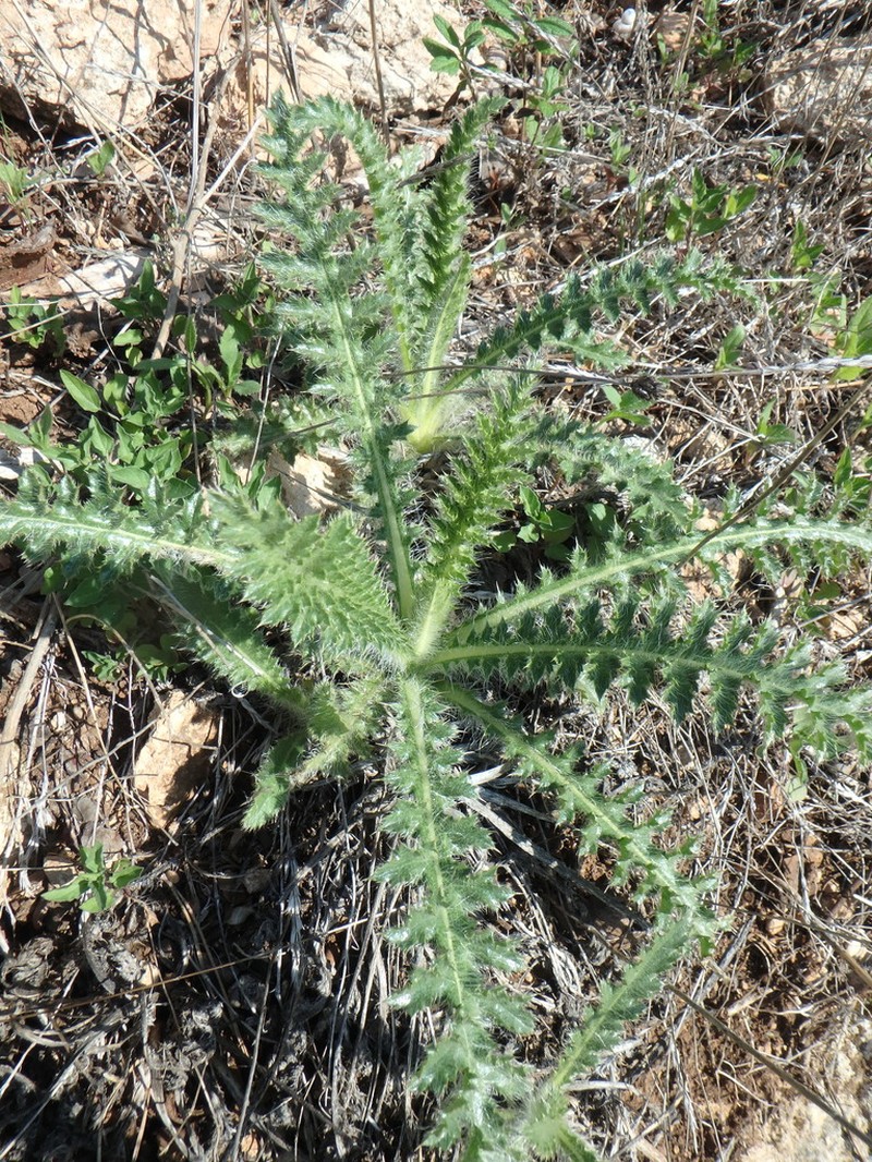 Chamaeleon comosus photo 6